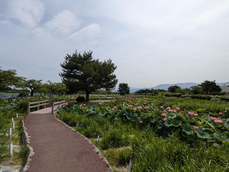 R80701あやめ園ハス-02