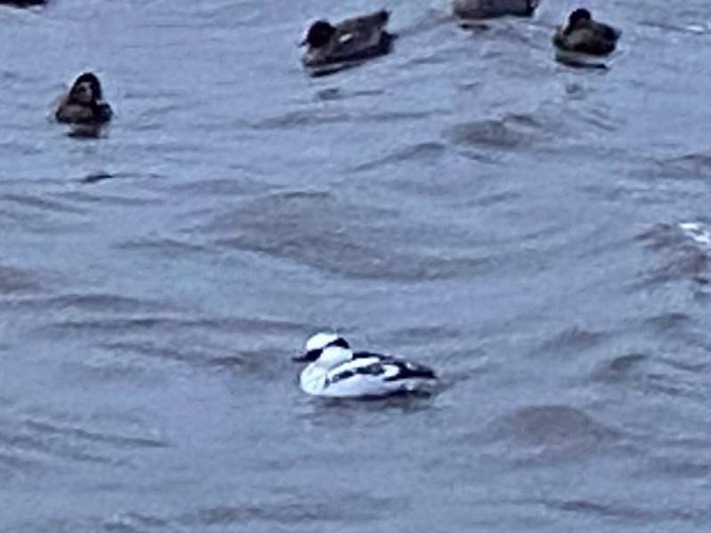 R71226瓢湖ミコアイサ-01