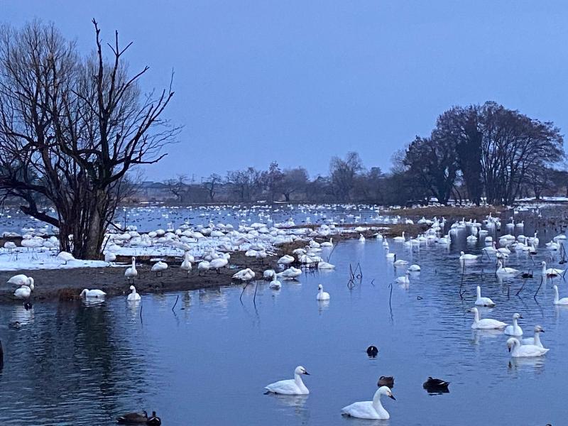 令和8年2月の白鳥の渡来状況／阿賀野市