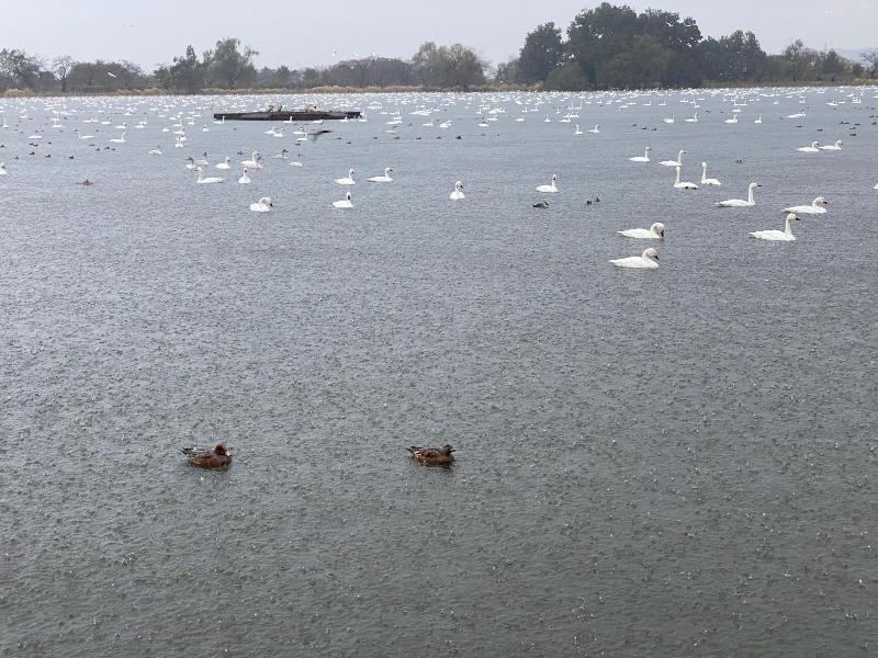 瓢湖ハクチョウ20241122-1