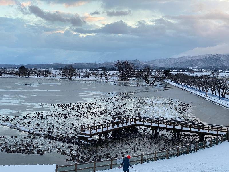 瓢湖ハクチョウ20250131-2