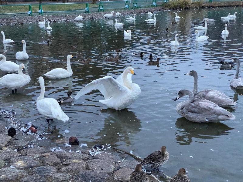 瓢湖ハクチョウ20241117-3