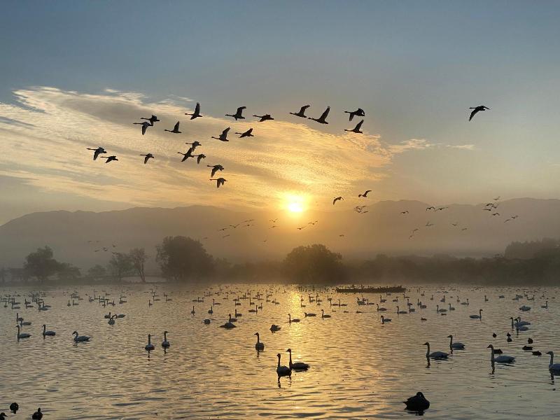 瓢湖の白鳥飛来数221021-4