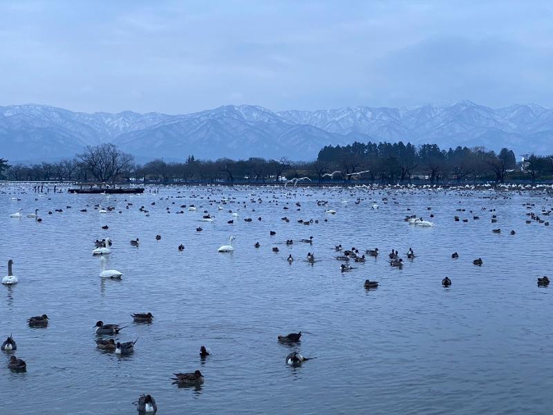 瓢湖ハクチョウ20240119-2