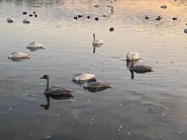 瓢湖の白鳥221028-2