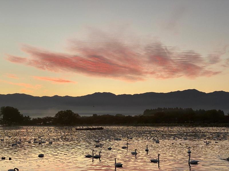 瓢湖の白鳥飛来数221021-3