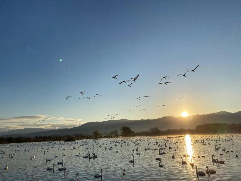 瓢湖　白鳥　日の出　11月18日