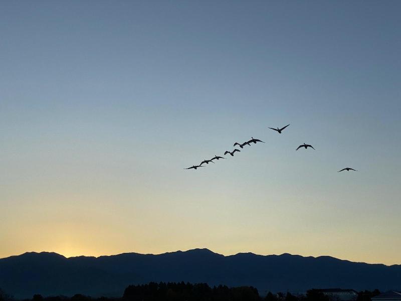 瓢湖　日の出　白鳥　11月18日　その2