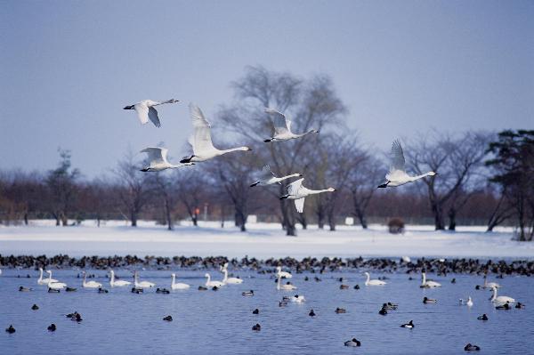 瓢湖水きん公園　白鳥