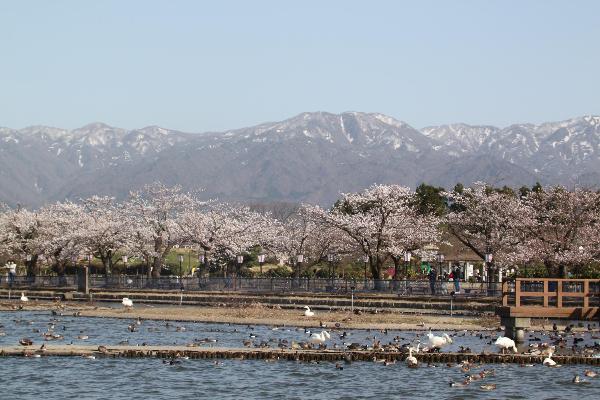 瓢湖水きん公園　湖岸の桜並木