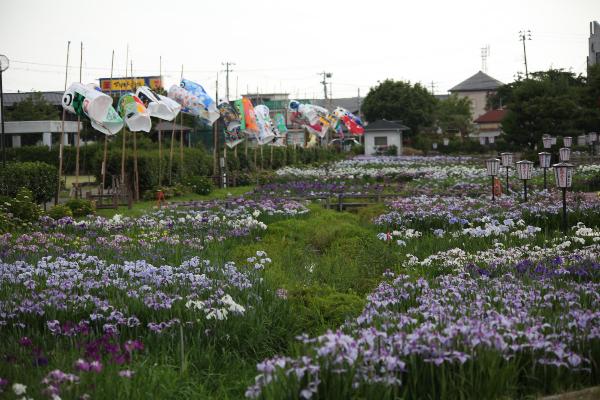 瓢湖水きん公園　あやめ園