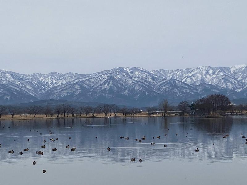 3月18日　瓢湖　白鳥北帰行完了