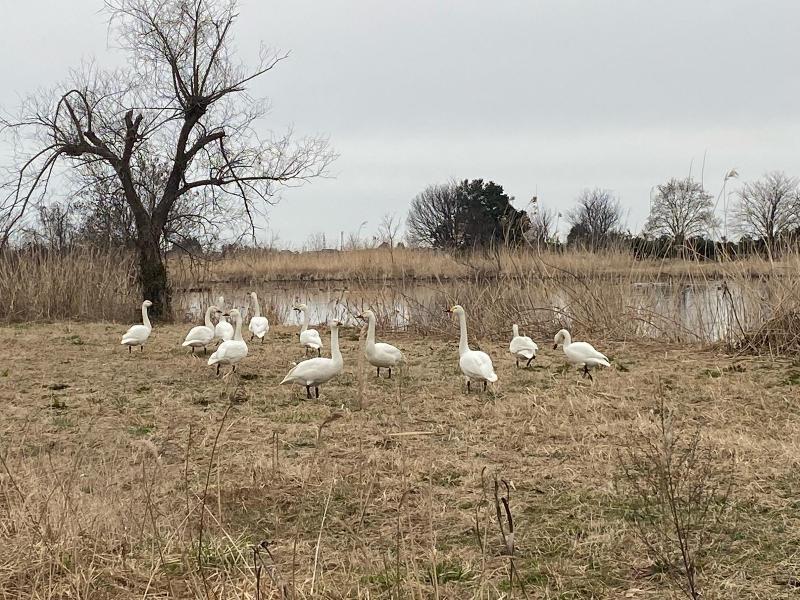 3月18日　瓢湖　残った白鳥たち