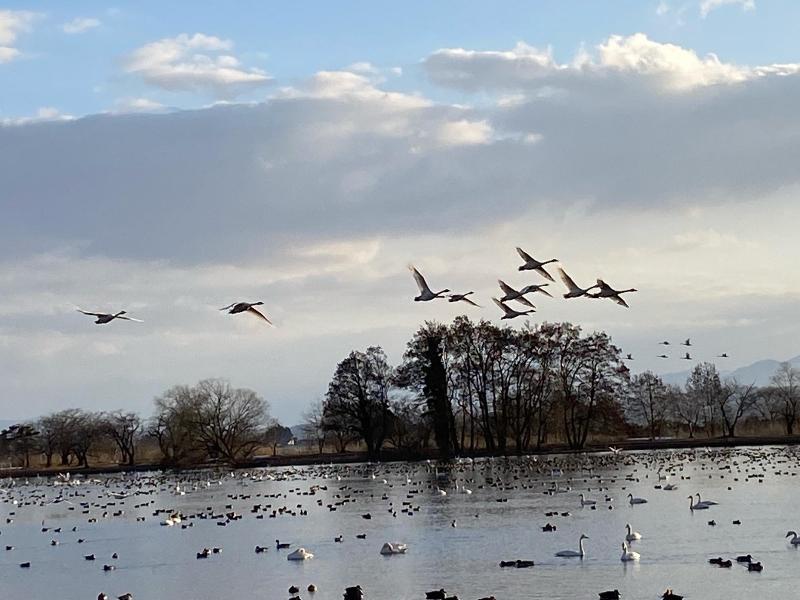 3月4日　瓢湖の白鳥　飛び立ち
