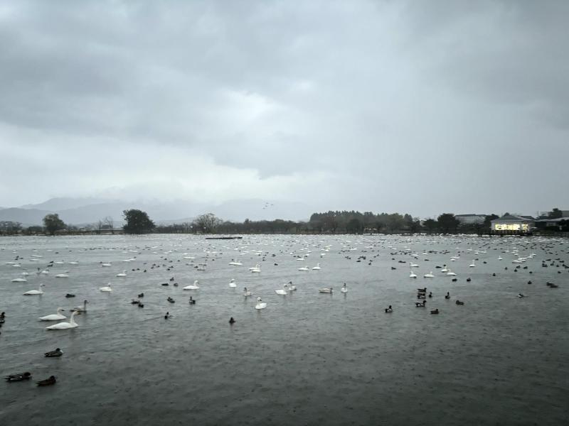 瓢湖ハクチョウ20241122-3