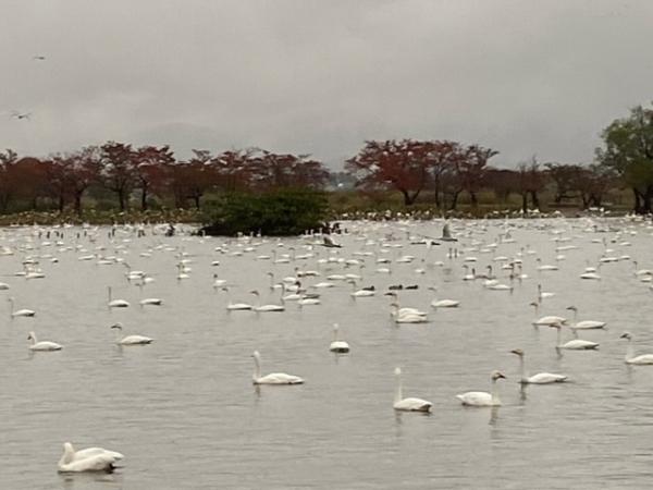 瓢湖の白鳥飛来数110-1