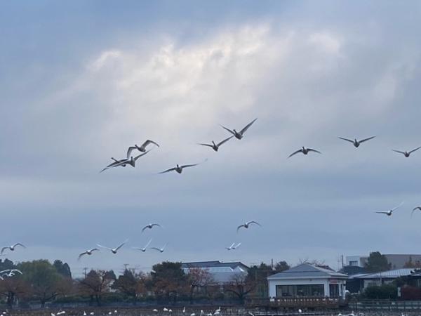 瓢湖の白鳥飛来数221111-4