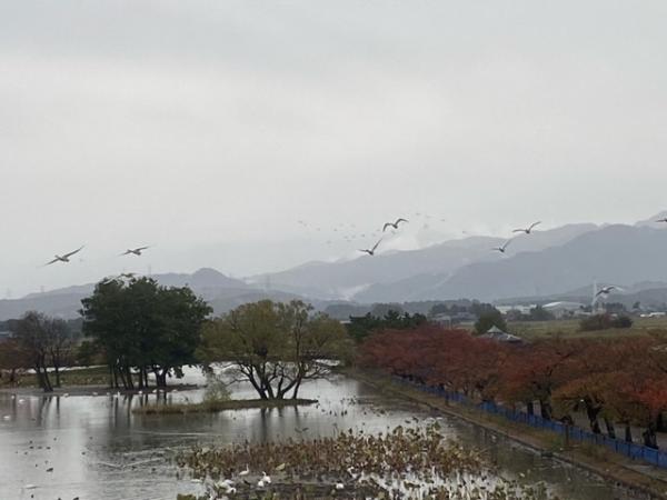 瓢湖の白鳥飛来数1104-5