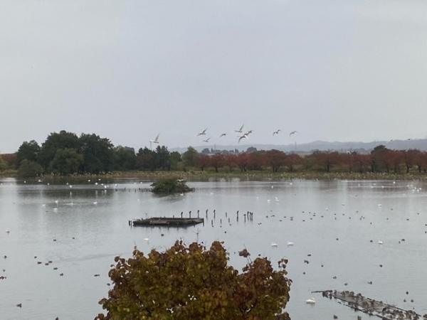 瓢湖の白鳥飛来数1104-4