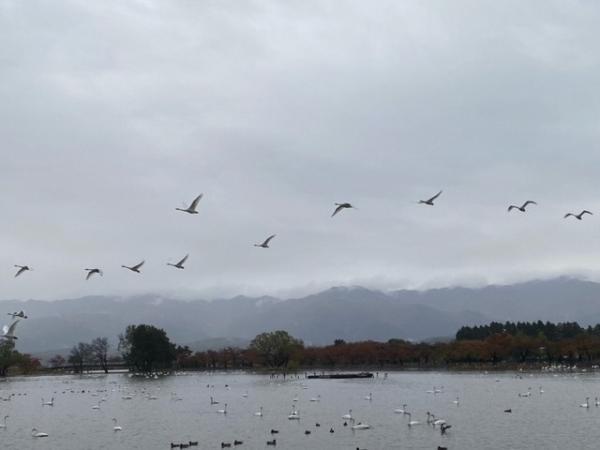 瓢湖の白鳥飛来数1104-2