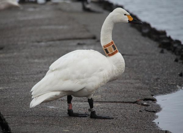 欄間、白鳥2羽 【公式通販】