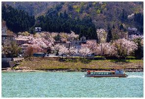 満開の桜と阿賀野川を遊覧するジェット船を写した写真