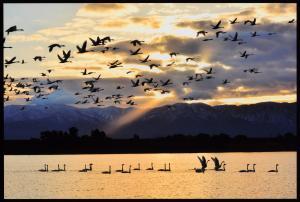 太陽の光が金色に輝いている空を飛ぶ無数の白鳥と、太陽が反射して金色に光っている阿賀野川を泳いでいく白鳥の群れの写真
