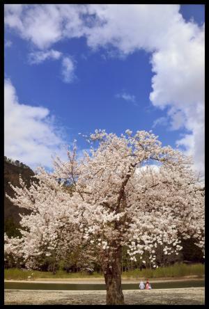 青い空と白い雲、一本の満開の桜の木の写真