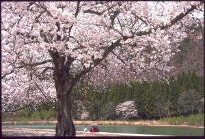 川岸に生えている、ピンク色の桜の花が満開の大きな木の下でお花見をしている人たちの写真