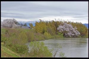 川べりに生えている緑色の木々とピンク色の満開の桜の木の写真