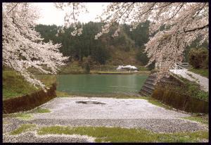 両側に満開の桜の木の枝、その間から見える川の奥でSLが白い煙を吐きながら走っている写真