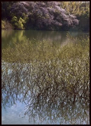 川の向こうには紫色の藤の花、手前には新芽が生えた柳の木の枝が写っている写真