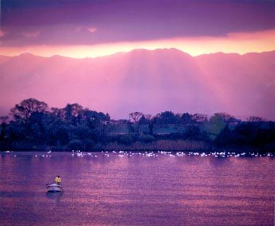 薄い紫色の空と川、水面に佇む無数の白鳥の群れと船に乗り漁をしている人物の写真
