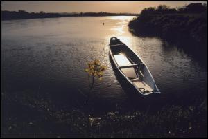 川の水面に朝日がさして金色に輝き、中央に菜の花と一艘の船が写っている写真