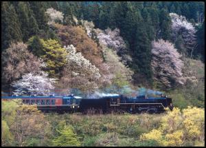 白やピンクの山桜の前を走っていくSL列車の写真