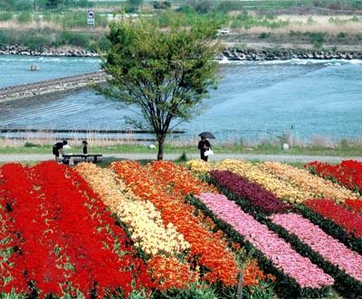 川沿いに植えられている赤、黄色、オレンジ、ピンク、紫色の花と日傘をさして花を眺めている女性の写真