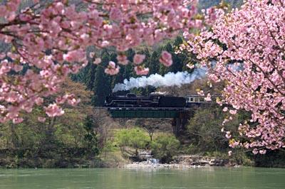 ピンク色の花が咲いた木の枝の間から橋の上を走っているSLが見えている写真