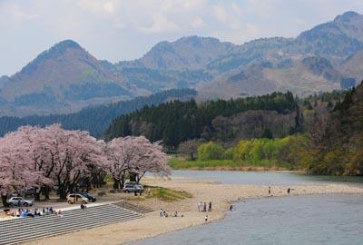 川の向こうの山々と満開の桜の木の下でお花見をしている人たちや河川敷で遊んでいる人たちの写真