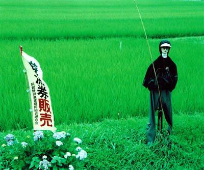 田んぼの中の土手に立っている、釣り竿を持った案山子とのぼり旗の写真