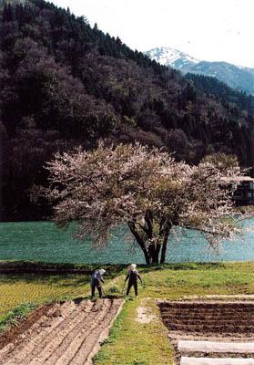 川沿いに生えている大きな桜の木と畑で農作業をしている2人の人物の写真