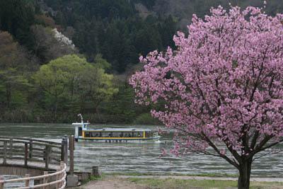 ピンク色の花が満開の八重桜の木と川の中を進んでいく屋形船の写真