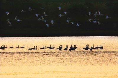 金色に輝く川を泳いでいる白鳥たちのシルエットとその上を飛んでいく鳥の群れの写真