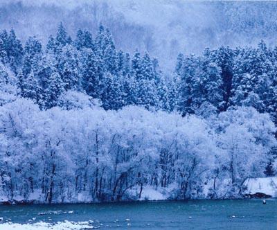 真っ白い雪に覆われた、川岸に生えている木々の写真