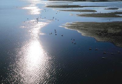 所々にある川の中州と川を泳いでいく鳥たちの写真