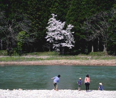 川の向こう岸に見える1本の桜の木と対岸から桜を眺めている親子4人の写真
