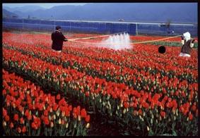 赤い花が咲いたチューリップ畑で農薬を散布している農家の方の写真