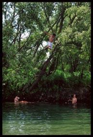 川岸に生えている木に登っている1人の男性とその様子を川の中から見ている2人の男性の写真