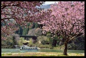 ピンク色の花が咲いた八重桜の木の間に川を進んでいく一艘の船が写っている写真