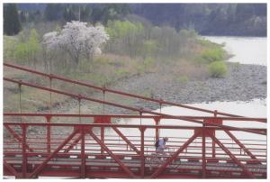 赤い鉄橋を自転車に乗って渡る人物と橋の向こうに川岸に咲く桜の木が写っている写真