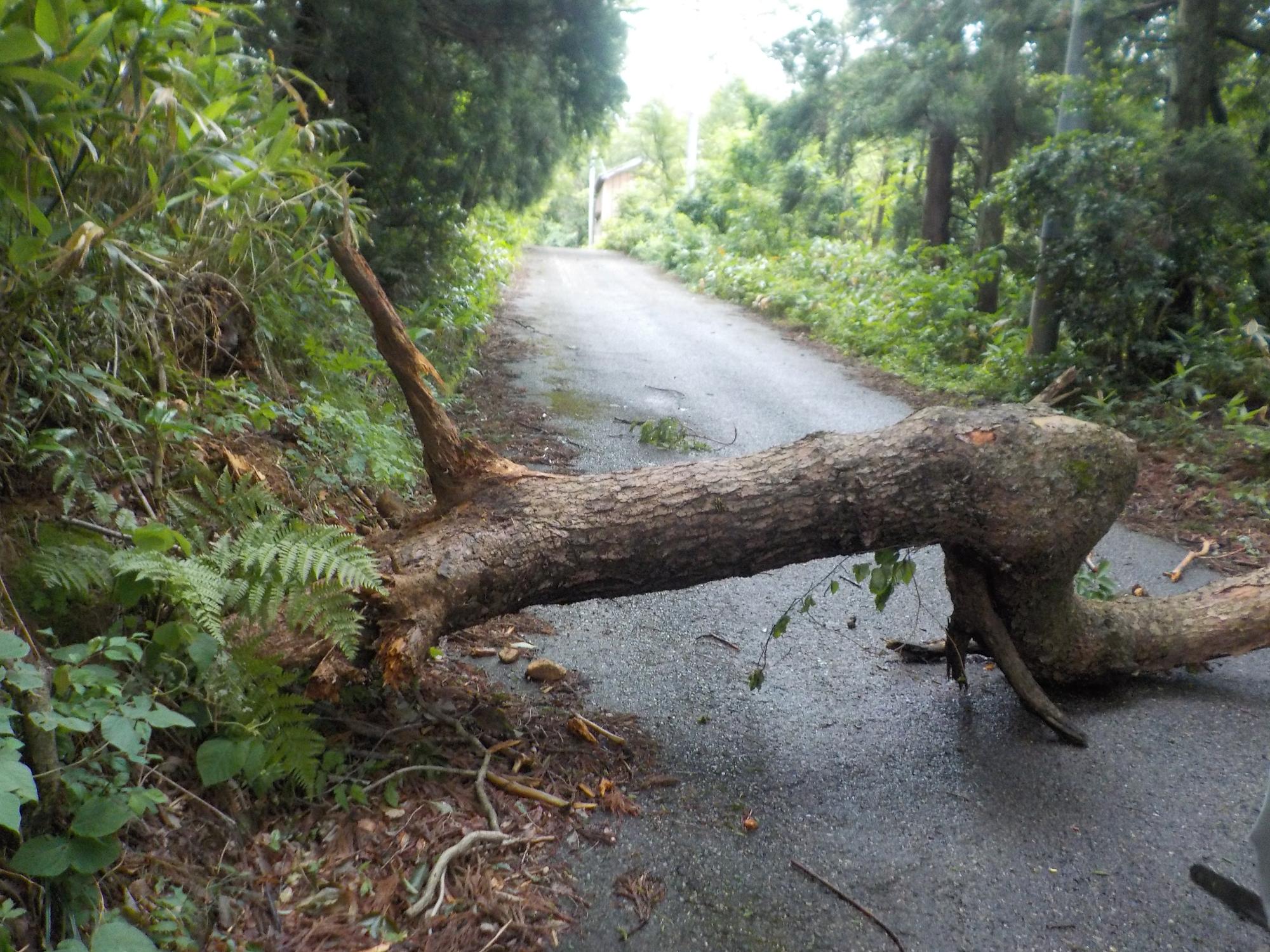 道路に倒木して支障になっている画像